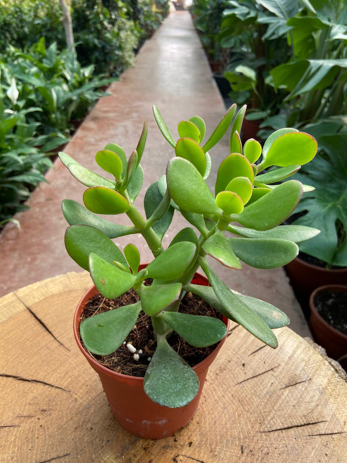 Crassula Ovata Para Çiçeği Para Ağacı Yerli Üretim