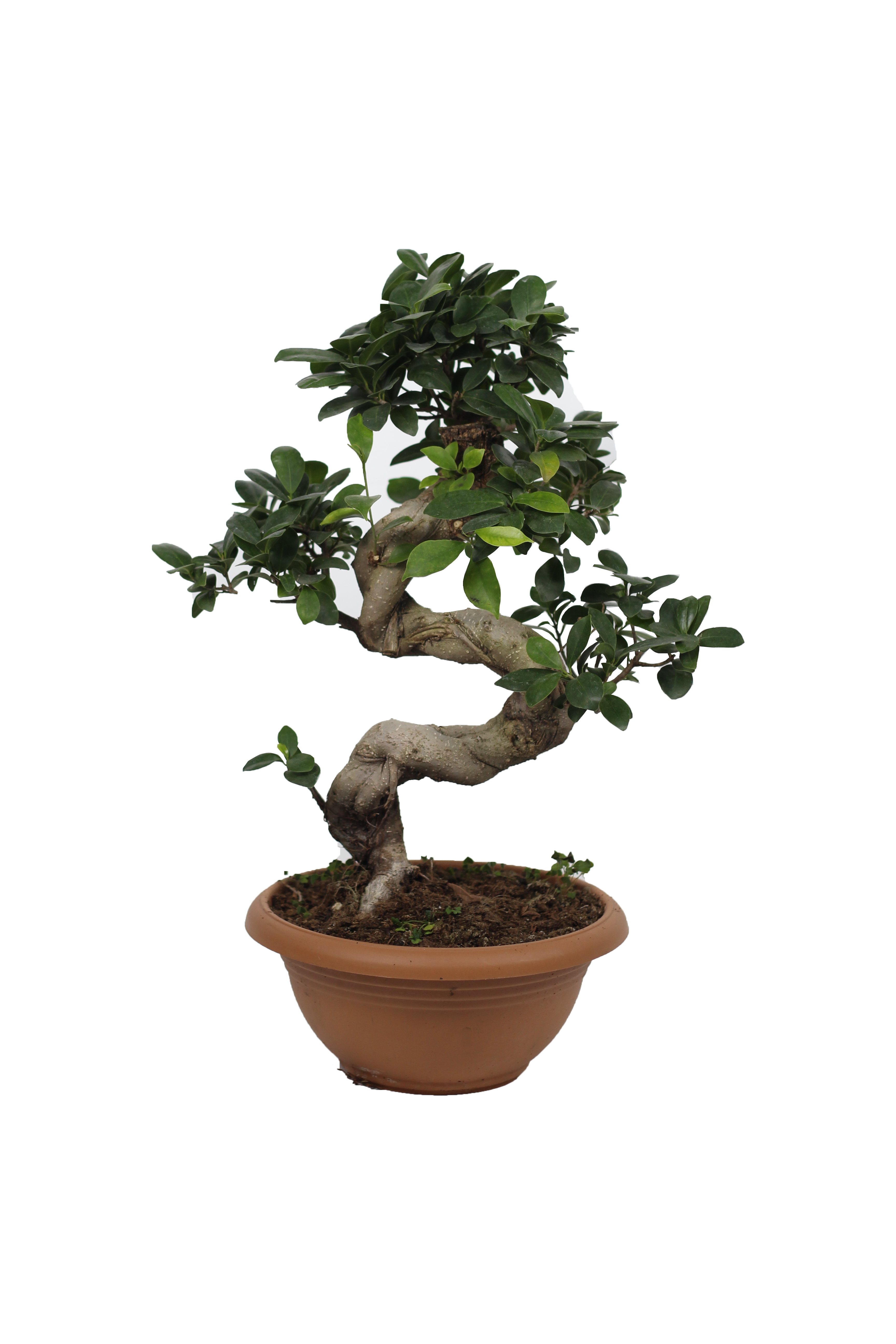 Bonsai S Gövde