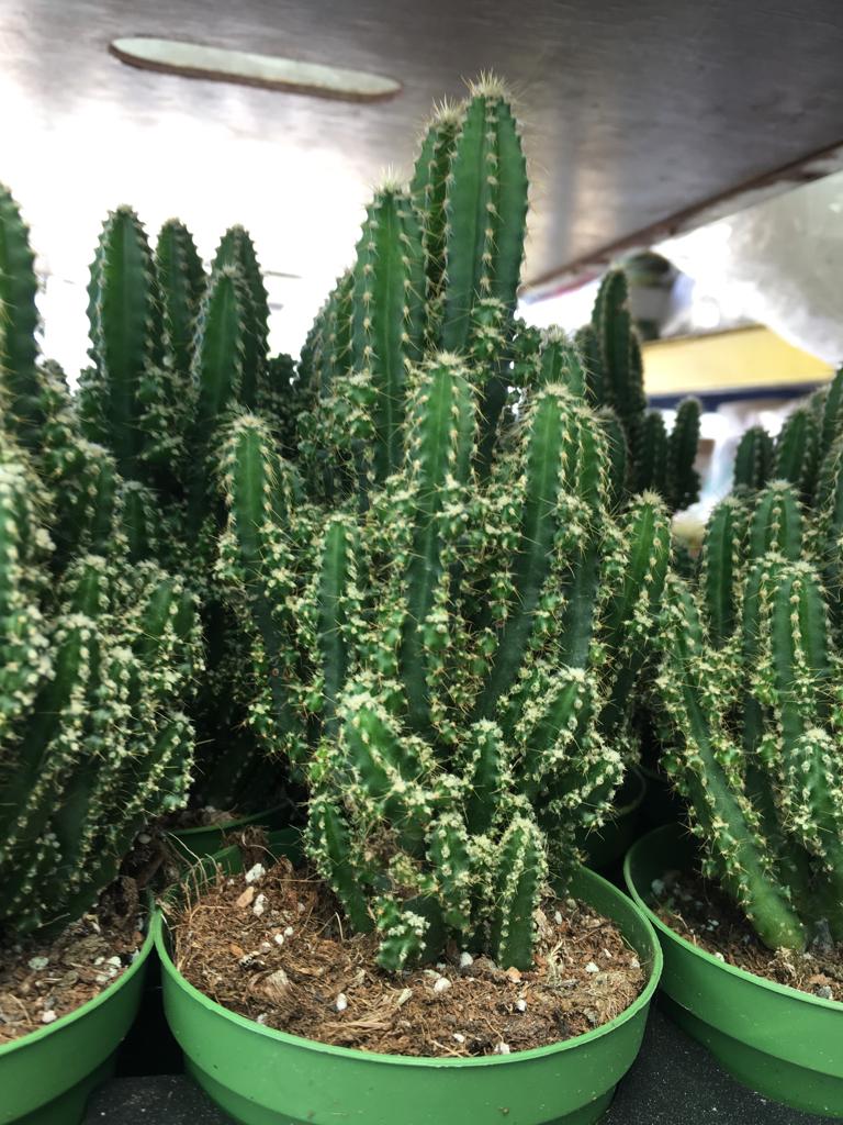 DİKENLİ TEL KAKTÜS CEREUS REPANDUS FLORİDA