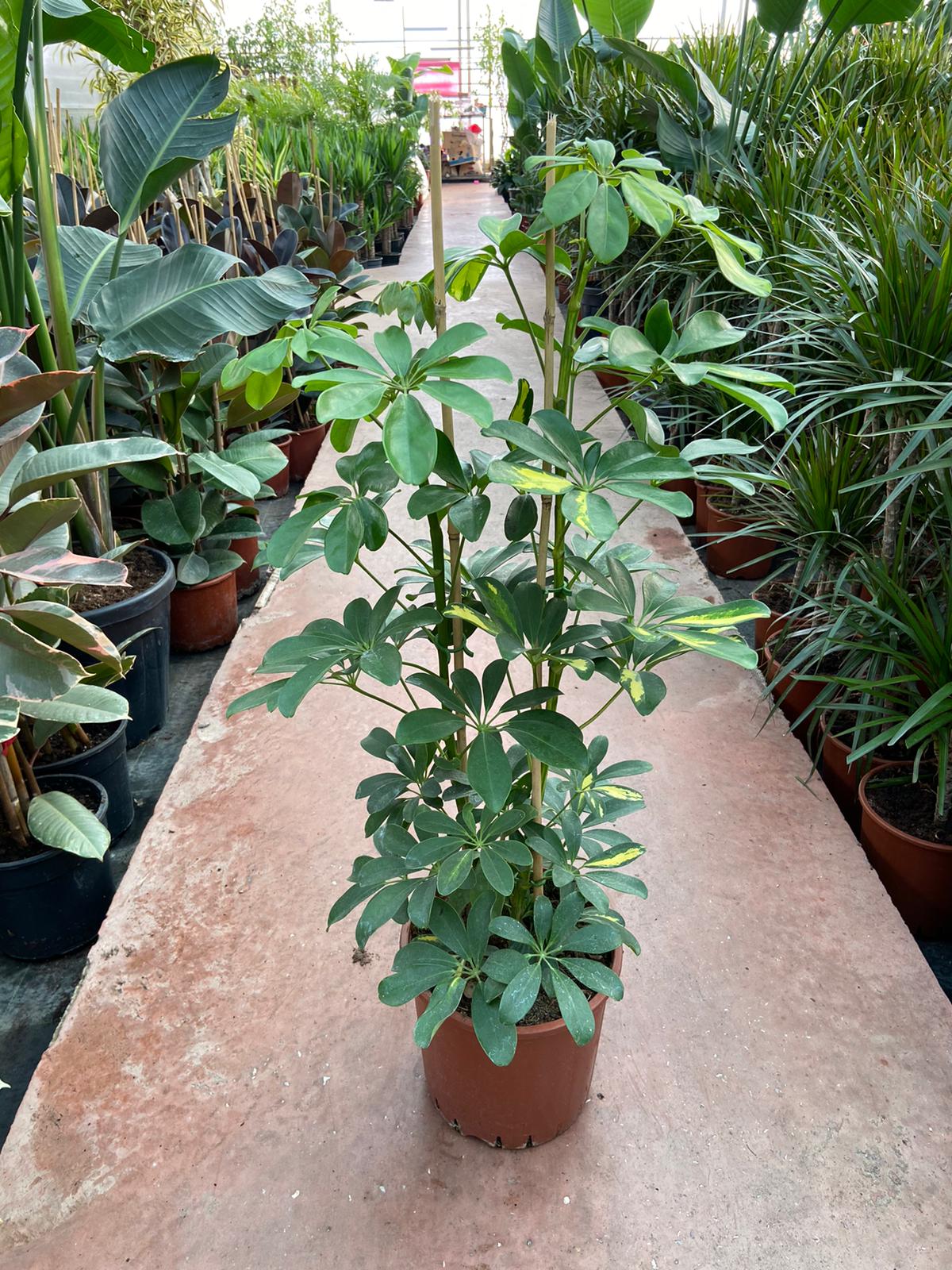 Şeflera-Schefflera Bitkisi İki Dallı 70-80 Cm